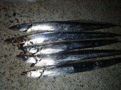 中浜にてワインドで太刀魚狙い〜ちょっとした入れ食いでした♪