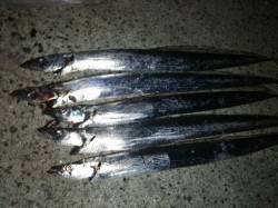 中浜にてワインドで太刀魚狙い〜ちょっとした…