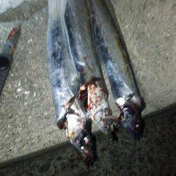 洲本にてルアーで太刀魚を狙いました!!