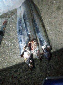 洲本にてルアーで太刀魚を狙いました!!