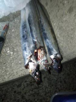 洲本にてルアーで太刀魚を狙いました!!