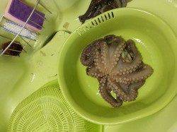 武庫川尻一文字のマダコ、夕方潮が満ちてきた頃からアタリ連発！