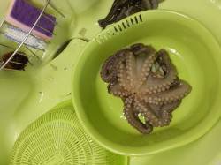 武庫川尻一文字のマダコ、夕方潮が満ちてきた…