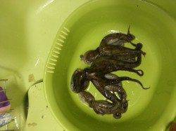 武庫川尻一文字のマダコ、夕方潮が満ちてきた頃からアタリ連発！