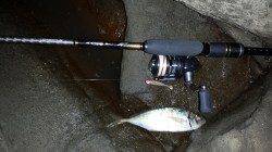 城ヶ崎にてメバリング〜シモリ近くをスローに引くとガツッ