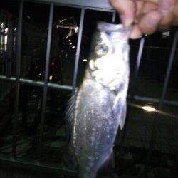 洲本川にてシーバス狙い〜帰り際にヒット