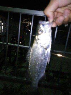 洲本川にてシーバス狙い〜帰り際にヒット