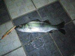 洲本川にてシーバス狙い〜帰り際にヒット