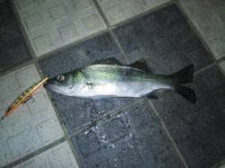 洲本川にてシーバス狙い〜帰り際にヒット