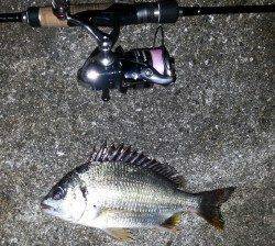 淀川河口周辺チニング　スローに攻めると乗ってきました