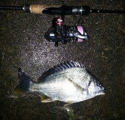 淀川河口周辺チニング　スローに攻めると乗ってきました