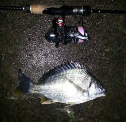 淀川河口周辺チニング　スローに攻めると乗っ…