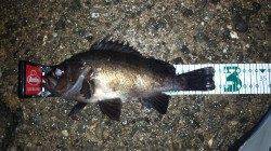 城ヶ崎にてメバリング〜シモリ近くをスローに引くとガツッ