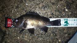 城ヶ崎にてメバリング〜シモリ近くをスローに…