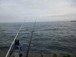 深日漁港　投げ釣りでキス16尾　最大22cmの納得サイズも