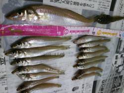 深日漁港　投げ釣りでキス16尾　最大22c…