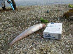 深日港沖向きで投げ釣り〜20cmの良型をゲット