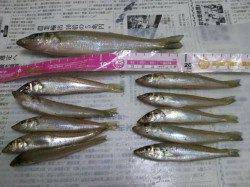 深日港沖向きで投げ釣り〜20cmの良型をゲット