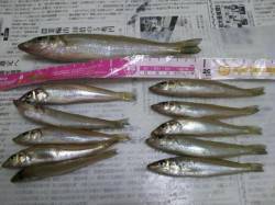 深日港沖向きで投げ釣り〜20cmの良型をゲ…