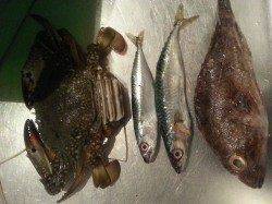 音海でアジング、ベイトはアミでアカラメのワームに好反応♪