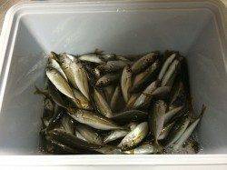 南蛮漬けのネタを求めて…紀ノ川河口で豆アジ釣り