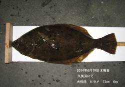 久美浜にてヒラメ72㎝の釣果