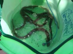 紀ノ川河口　下げ潮のぶっこみ釣りでウナギ狙…