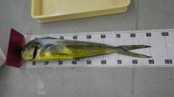 すさみ地磯にてルアーでシイラ91cm！