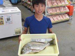 キッズ釣り師、紀州釣りでヘダイ48.5cm★