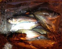 舞洲周辺回遊時にあたればアジング楽しめます…