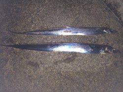 北港　テンヤ釣りにタチウオのアタリ