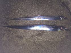 北港　テンヤ釣りにタチウオのアタリ