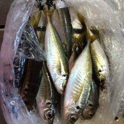 和歌山北港　カゴ釣りでウマヅラ・アジ・アイゴの釣果