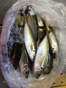 和歌山北港　カゴ釣りでウマヅラ・アジ・アイゴの釣果