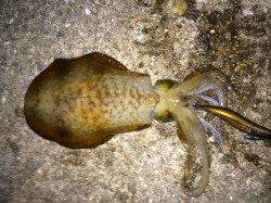 大蔵海岸エギング〜満月を眺めながらシャクっているとアオリイカHIT！