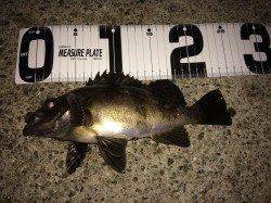 大蔵海岸メバリング、20cmオーバーが入れ食いでした♪