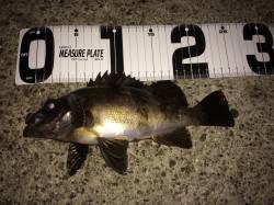 大蔵海岸メバリング、20cmオーバーが入れ…