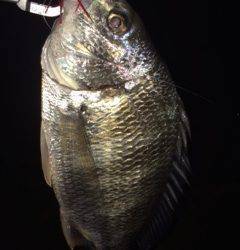 舞洲でのチニング1時間勝負〜キビレをゲット！