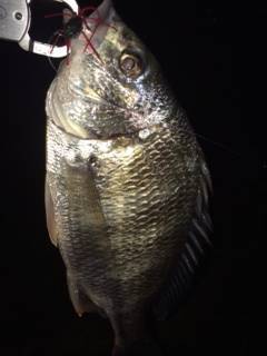 舞洲でのチニング1時間勝負〜キビレをゲット…