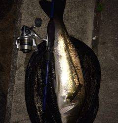 岸和田周辺 ライトタックルでシーバスと10分格闘の末ネットイン