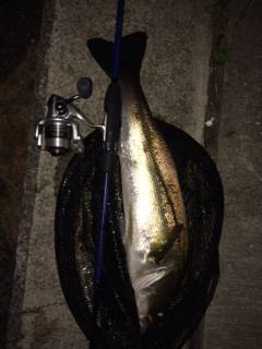 岸和田周辺 ライトタックルでシーバスと10…