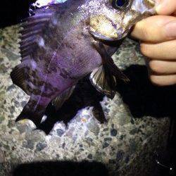 田尻漁港メバリング〜小さいあたりが多発で楽しめました