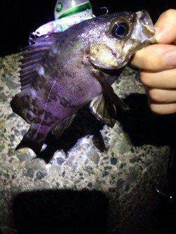 田尻漁港メバリング〜小さいあたりが多発で楽しめました