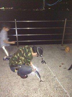 アジュール舞子　キビナゴをエサに投げ釣りでサバ狙い