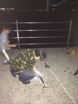 アジュール舞子　キビナゴをエサに投げ釣りで…