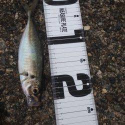 ガシラのからあげが食べたくなり、音海のイカダでガシリング