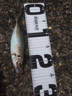 ガシラのからあげが食べたくなり、音海のイカダでガシリング