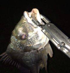 淀川河口周辺チニング〜キビレ42cmが釣れました
