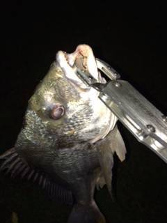 淀川河口周辺チニング〜キビレ42cmが釣れました