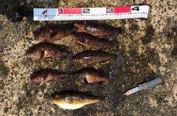 須磨　アコウ狙いの落とし込み釣行